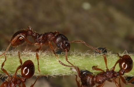 Wald-Knotenameise  (Myrmica ruginodis) - © Christian Komposch